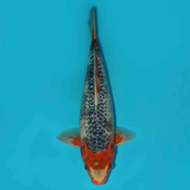 ASAGI 32 CM