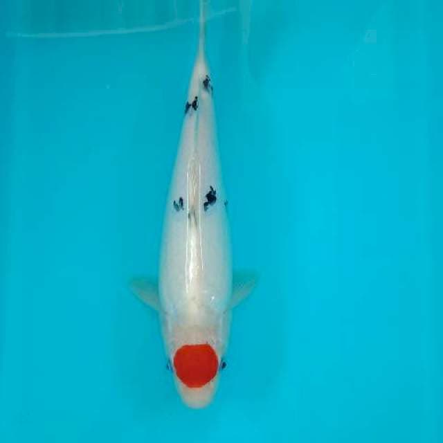 TANCHO SANKE 30 CM