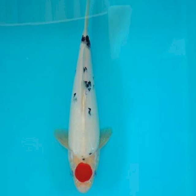 TANCHO SANKE 28 CM