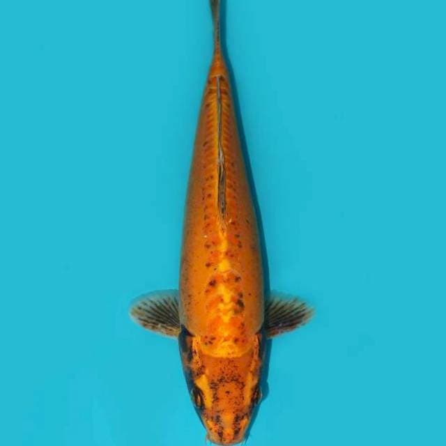 HIKARIMONO 37 CM