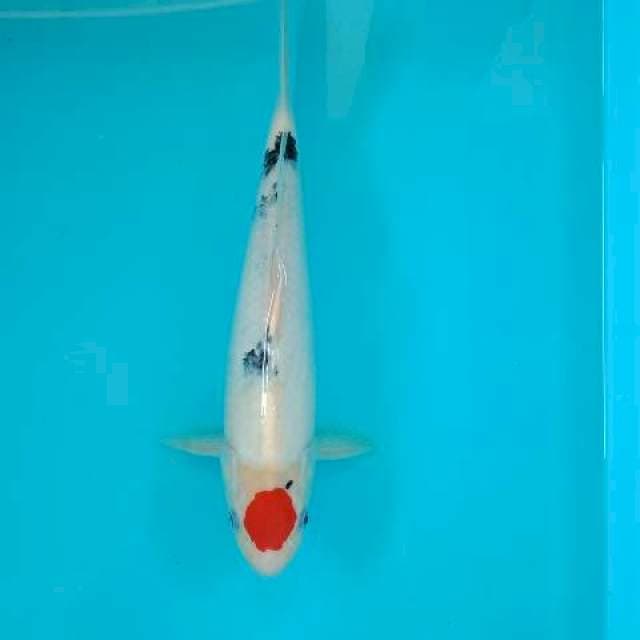 TANCHO SANKE 28 CM