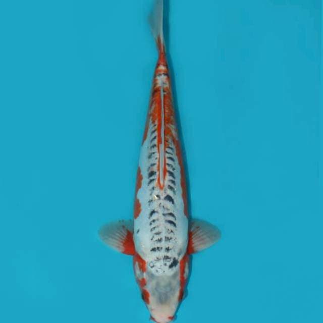 SHUSUI 34 CM