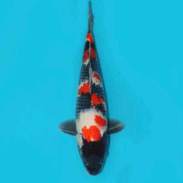 Showa 38 cm
