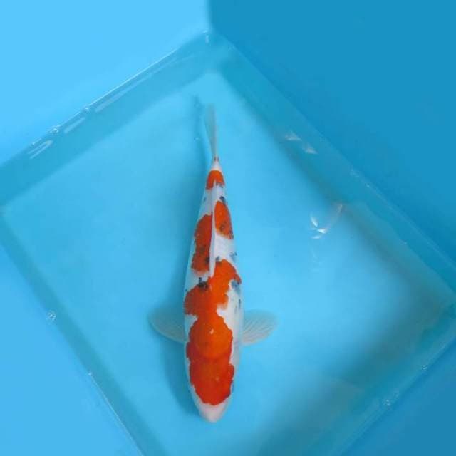 4. DAMARKOI ( TAISHO SANKE )