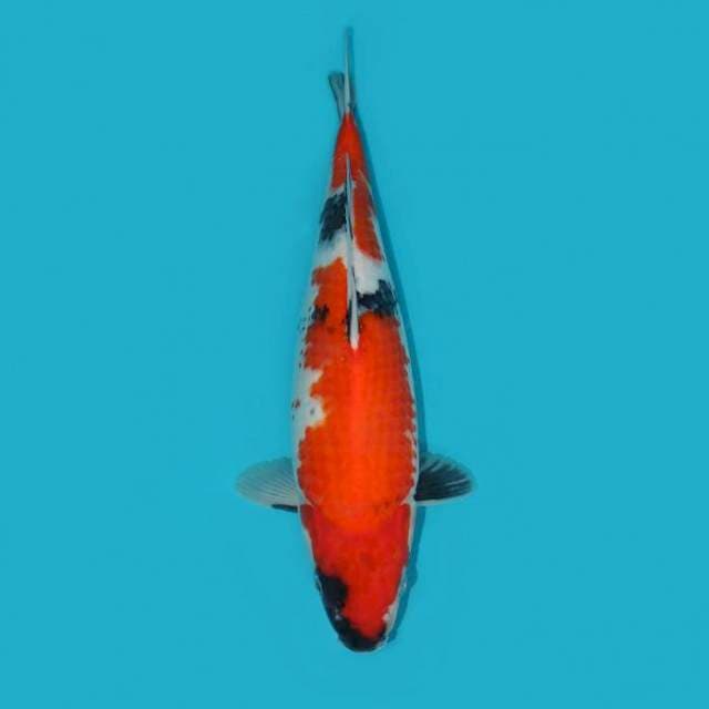 Showa 39 cm