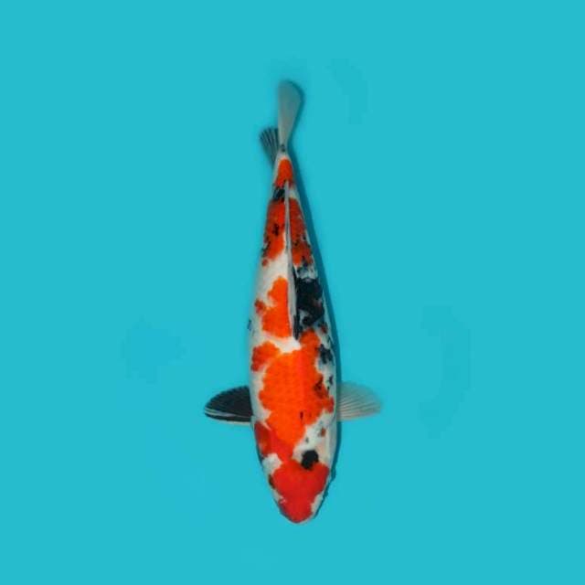 Showa 40 cm