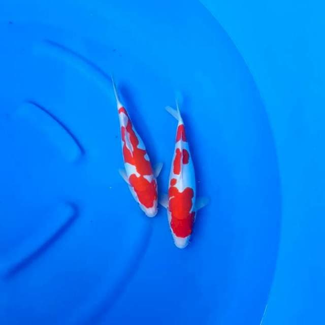 Kohaku doitsu murni 30cm ready show