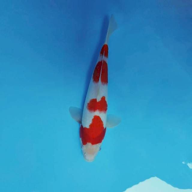 DK 11 - KOHAKU 4 STEPS ®