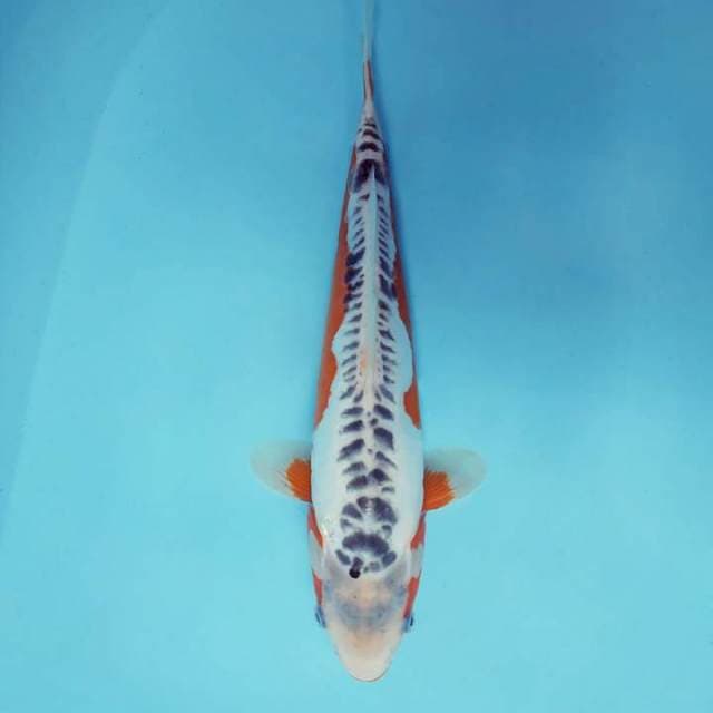 DK 12 - SHUSUI ®