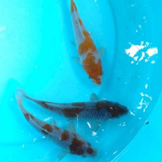 Ochiba 15 cm