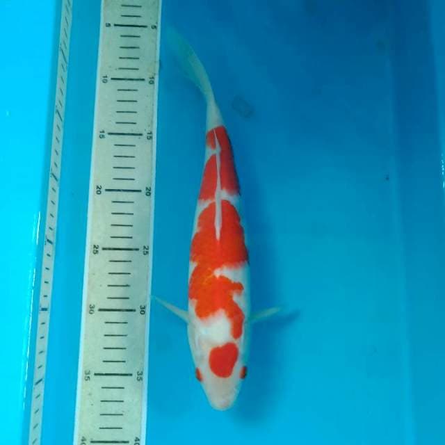 Kohaku 31 cm