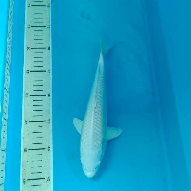 Platinum 28 cm