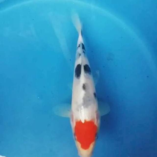 tanco sanke 17cm