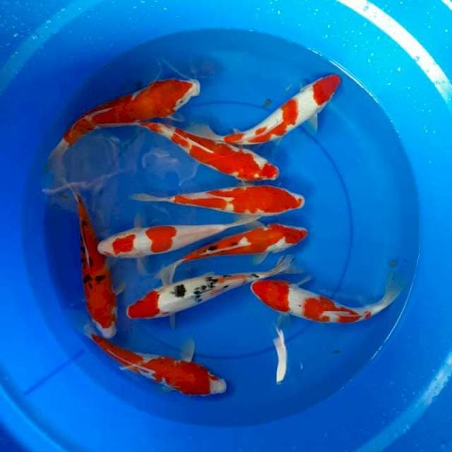 Kohaku sanke 10 ekor