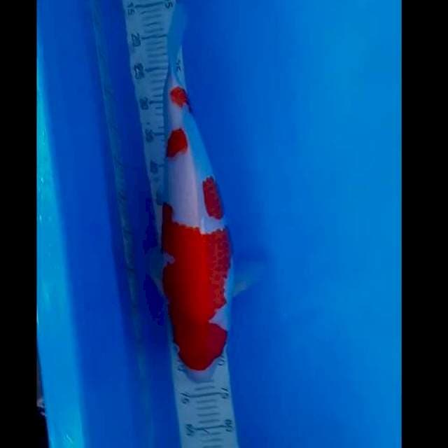Kohaku 53cm