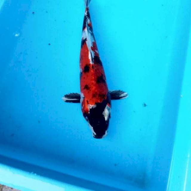 NJK - KIN SHOWA MERAH