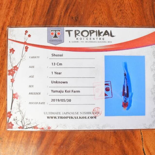 Shusui (Yamaju) 13cm. Import & Sertifikat
