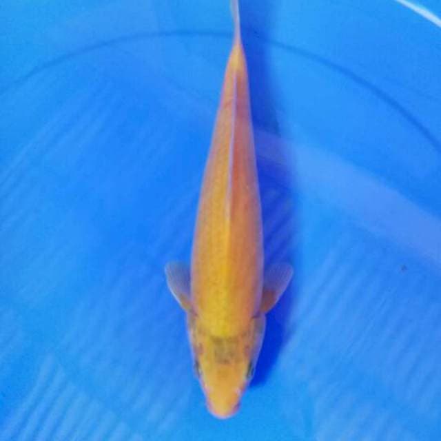 Karasi 28cm