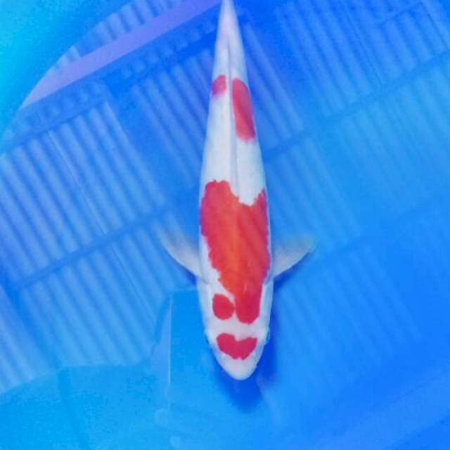 Kohaku 31cm