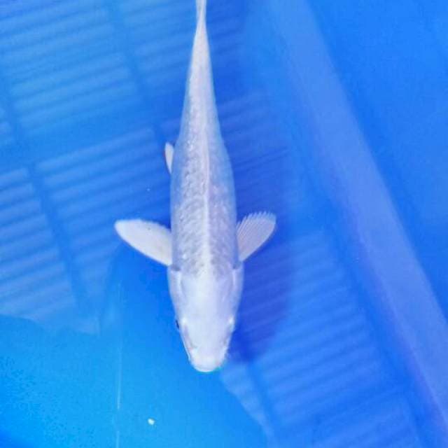 Platinum 21 cm