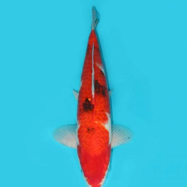 SANKE 36 CM