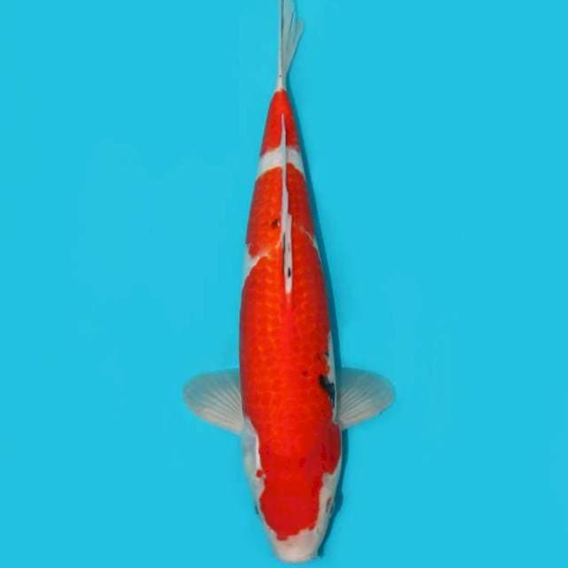 SANKE 36 CM