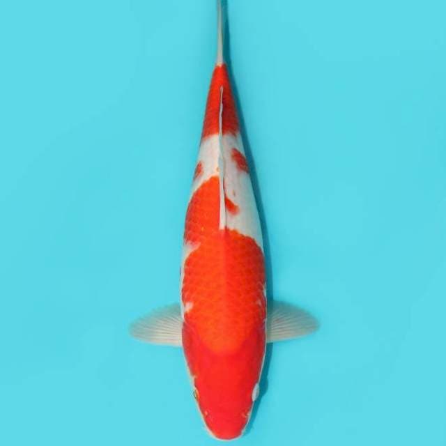 KOHAKU 30 CM