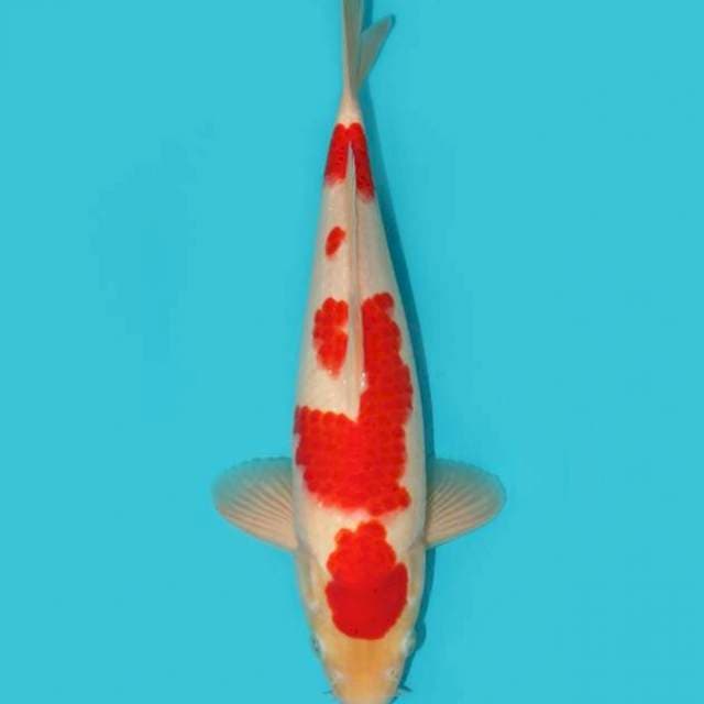 KOHAKU 31 CM