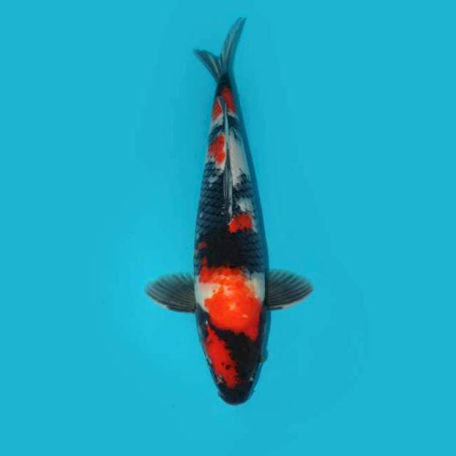 Showa 38 cm
