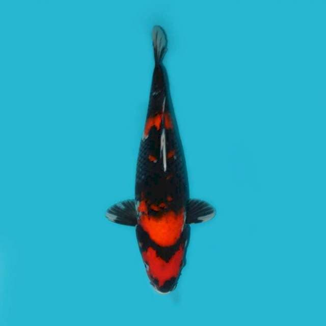 Showa 40 cm