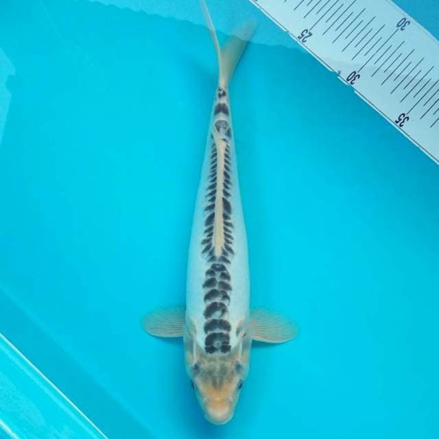 3. SHUSUI #30CM