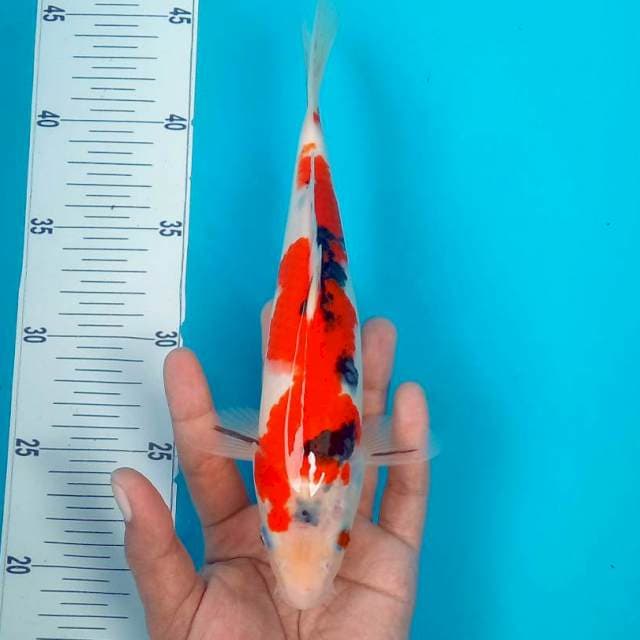 4. SANKE #26CM
