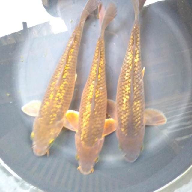 CHAGOI GINRIN