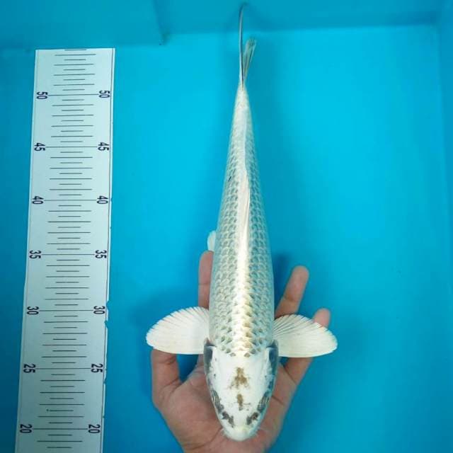 9. MATSUBA #37CM