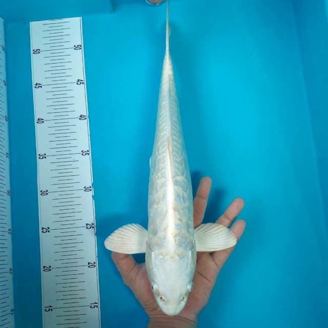 10. PLATINUM ARAGOKE #40CM