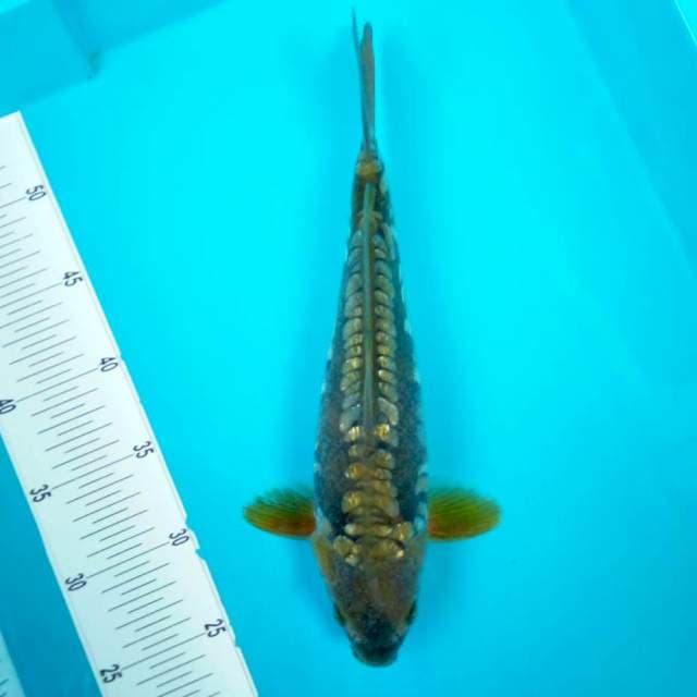 11. ARAGOKE #34CM