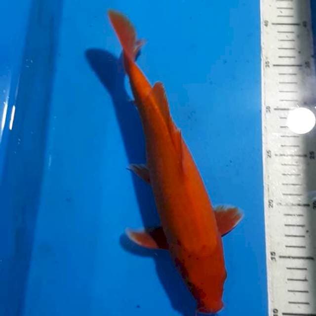 BENIGOI 29 CM
