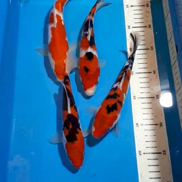 SANKE 21 SAMPAI 25 CM