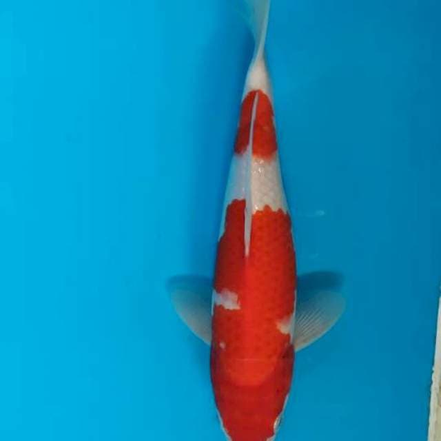 Kohaku
