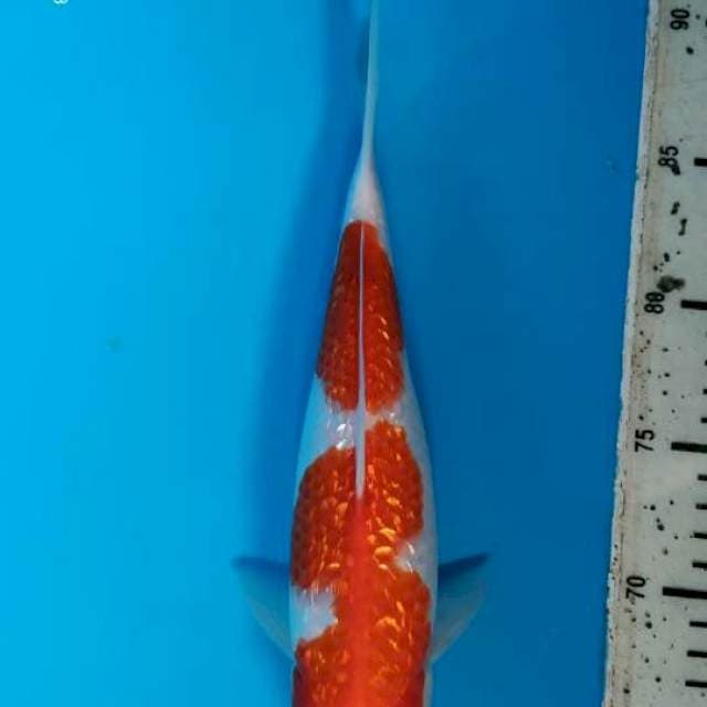 Kohaku 2