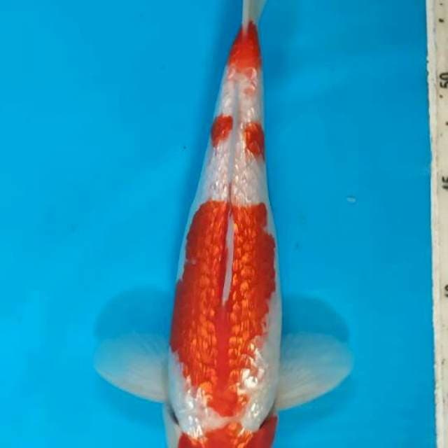 Kohaku full gindrn