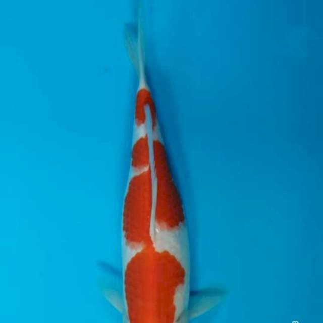 Kohaku3