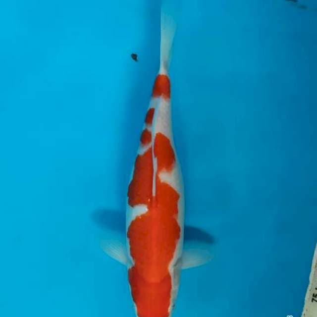 Kohaku
