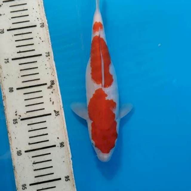 Kohaku 5