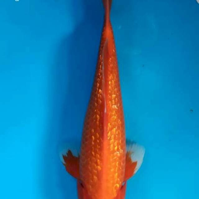Akahajiro full gindrin