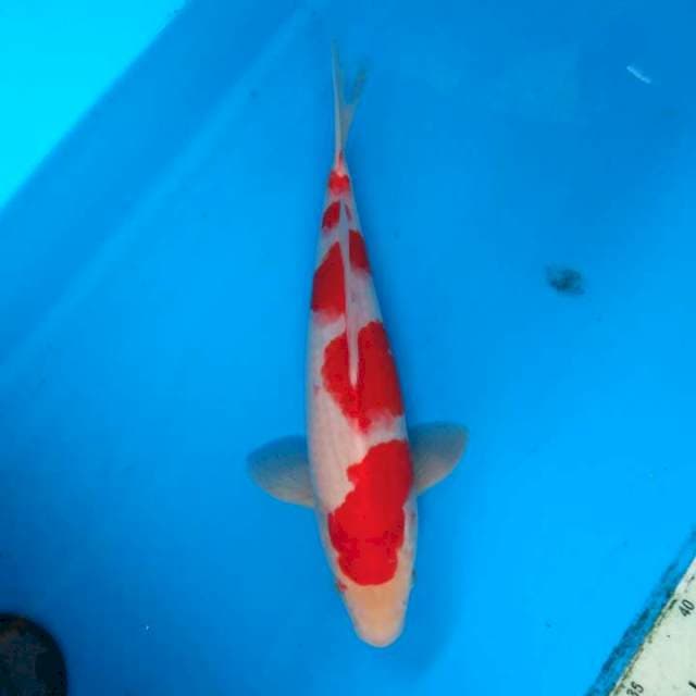 Kohaku gondan original