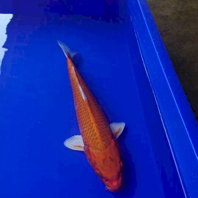 Orenji