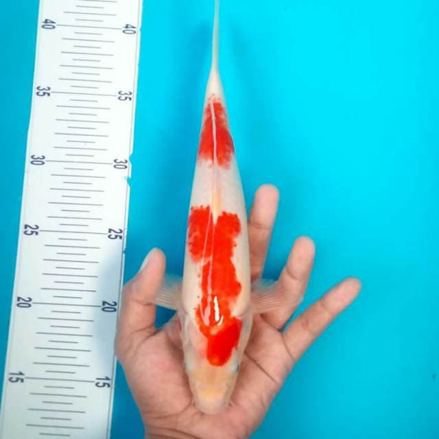 Kohaku || 28 cm