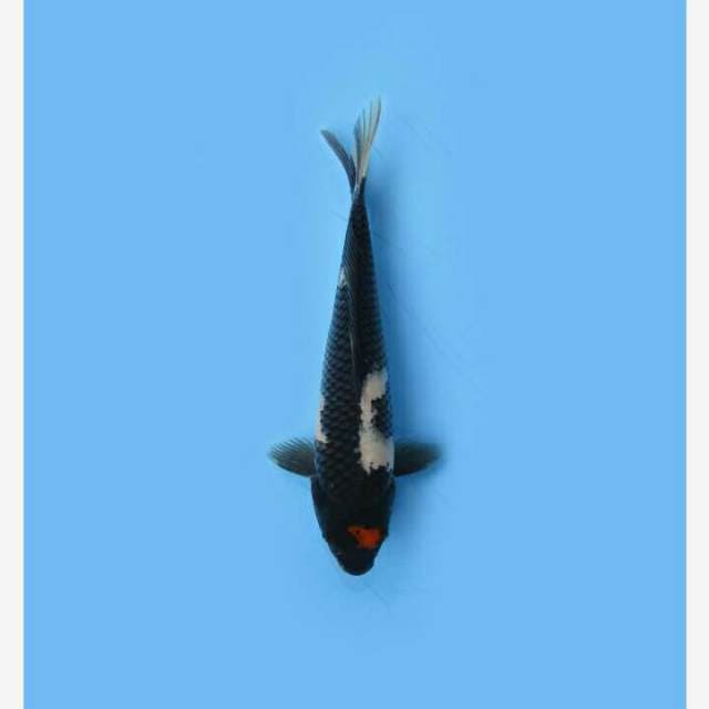 CENDRAWASIH KOI SHOP