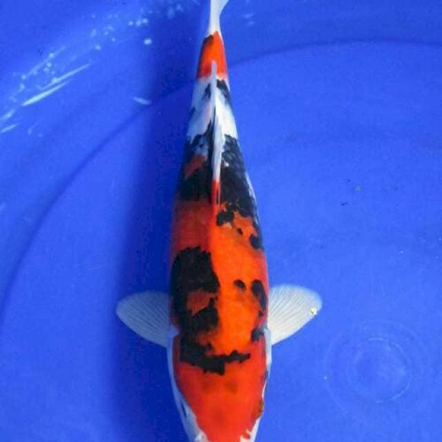 Showa jantan hq ±30cm